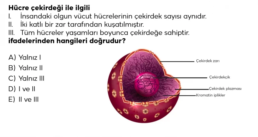 2024 TYT Biyoloji Soru 1 – Hücre Yapısı ve Çekirdek Bilgisi Sorusu | Bakırköy Eğitim Koçluğu ile Konu Analizi