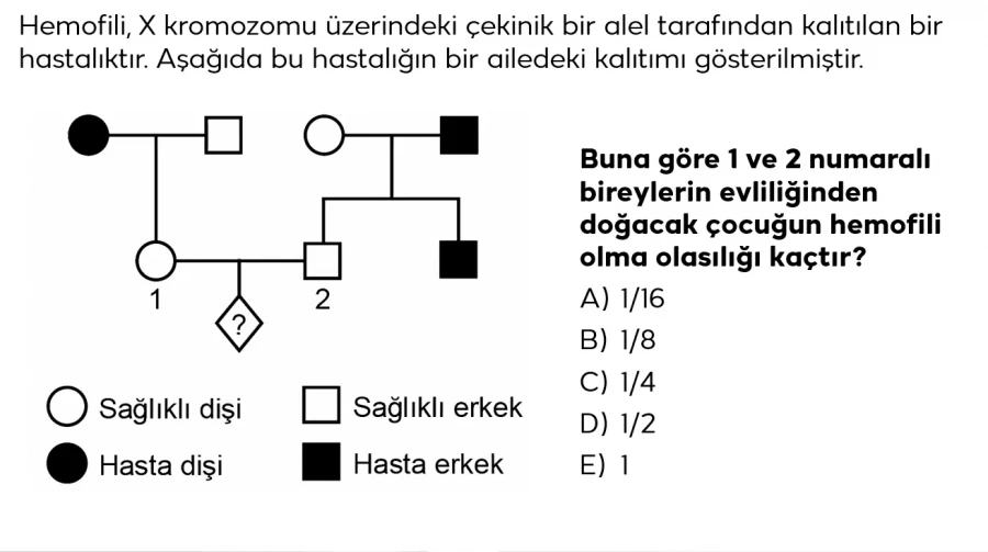 2024 TYT Biyoloji Soru 5 – X’e Bağlı Kalıtım ve Hemofili Olasılığı | Bakırköy Özel Ders ve Eğitim Koçluğu Analizi